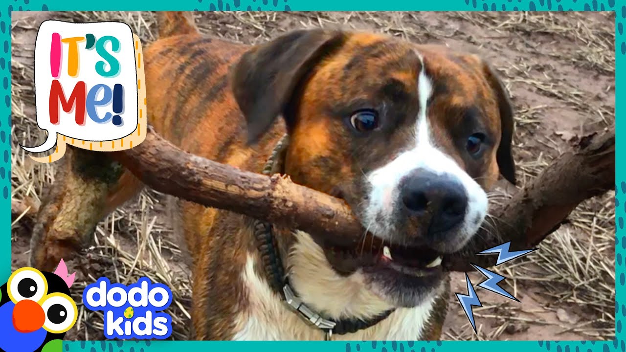 This Dog Is OBSESSED With Finding The Biggest Stick | It's Me | Dodo ...