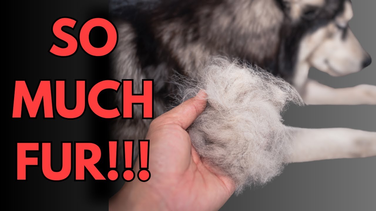 WHY DO HUSKIES SHED SO MUCH