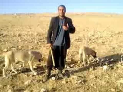 çoban muhteşem ses