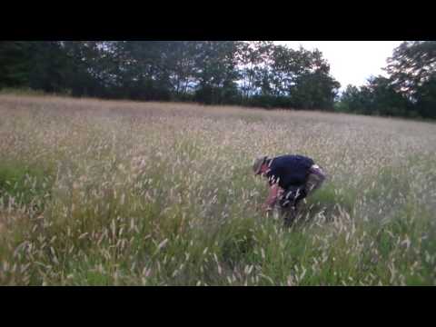 მწყერზე ნადირობა კორცხელში 2016