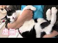 捕まった・・・動物看護師に捕まって虚無になる猫【元病院猫のれいちゃん】