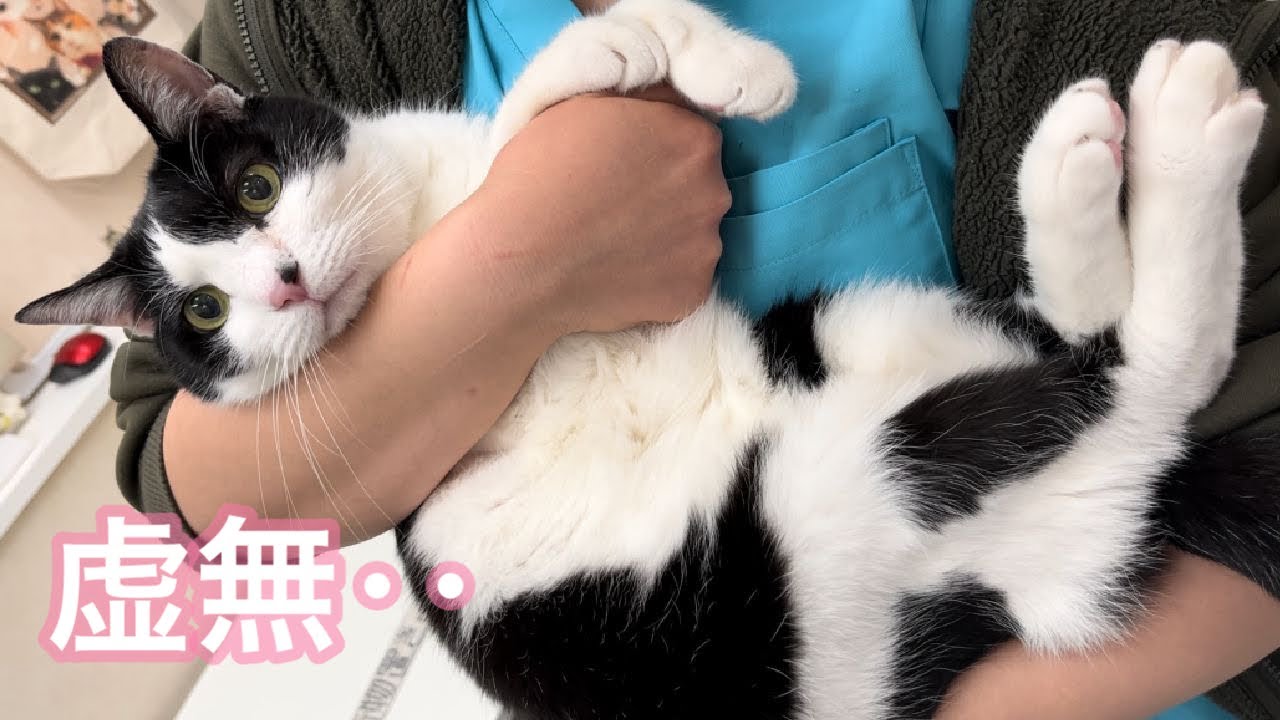 捕まった・・・動物看護師に捕まって虚無になる猫【元病院猫のれいちゃん】