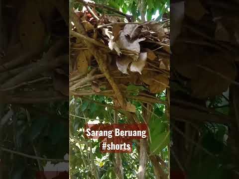 Video: Apakah beruang bersarang di pohon?