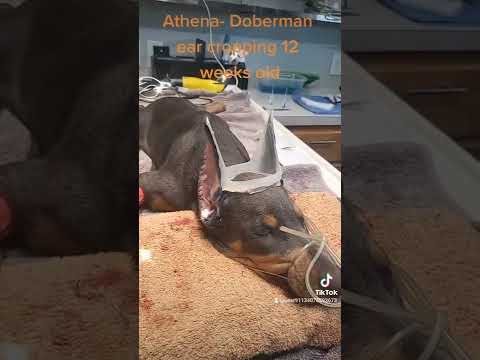 Video: Wie man einen Enten-Hund ausbildet