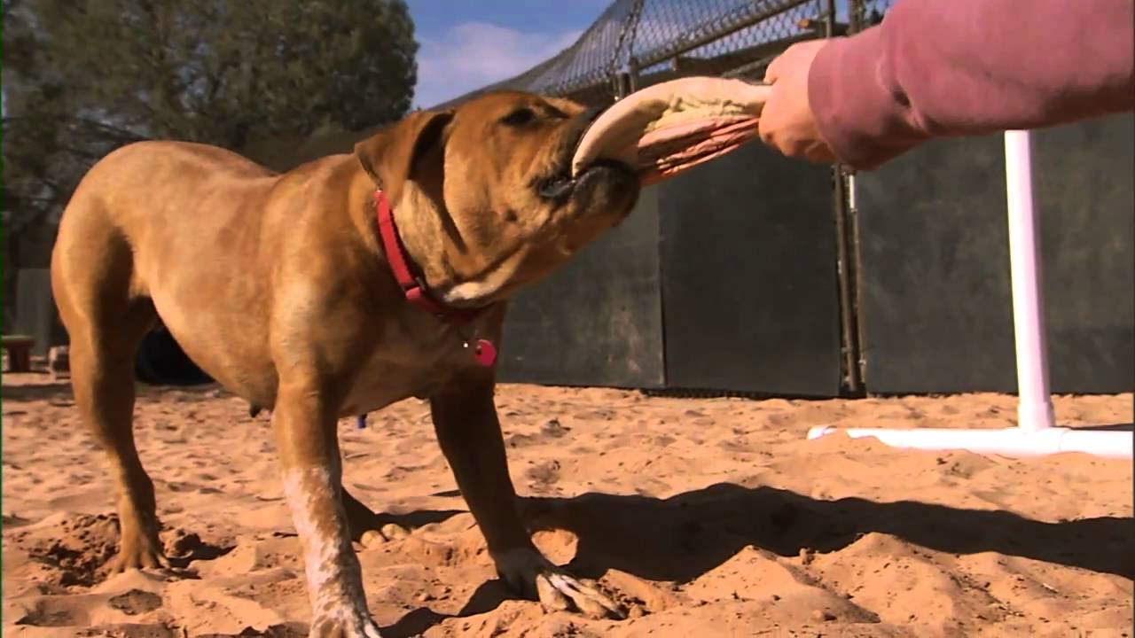 nat geo history books Dog Tips: Teach Your Dog to Play Tug