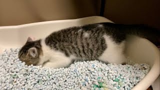 The extreme condition of the kitten in front of the toilet is amazing!