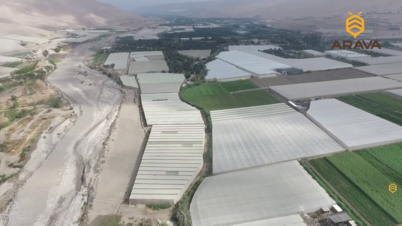 Valle de Azapa clip unido