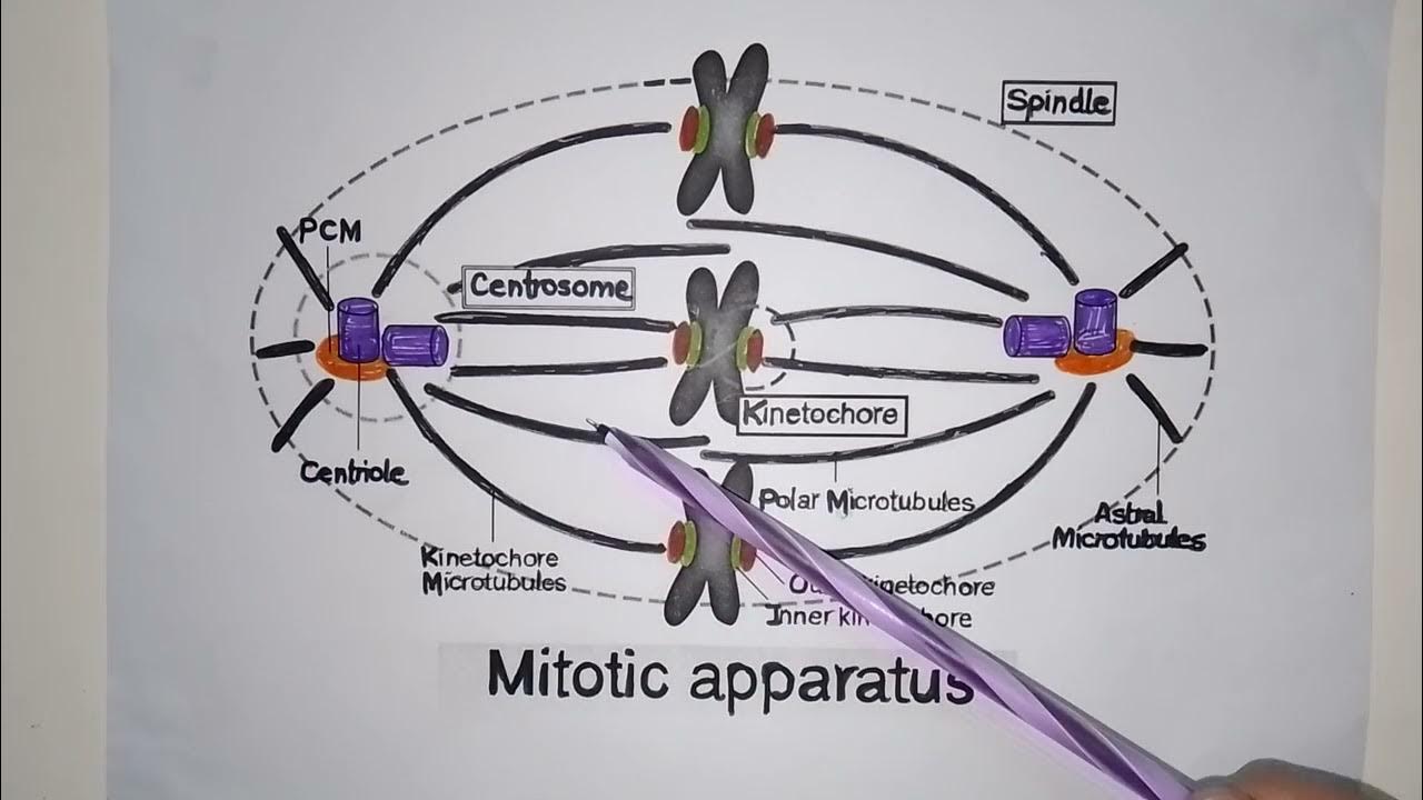 meiotic spindle apparatus ... Biology Diagrams