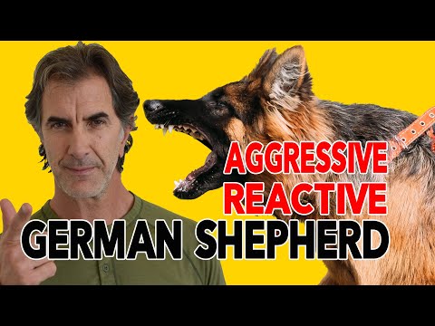 How to Fix a Leash Aggressive Reactive German Shepherd