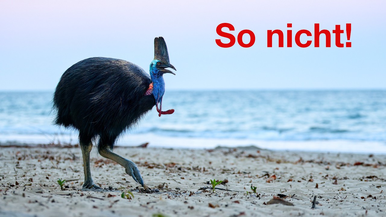 Unschöne Szenen bei dem Helmkasuar - Wie man sich in der Natur nicht verhalten sollte