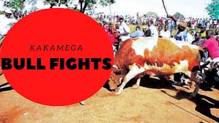 WATCH AT A DISTANCE ! Bull fighting scenes of Kakamega!