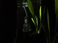 2 months Baby arwana growth update #arwana #aquarius #viralvideo #youtubeshorts #viral