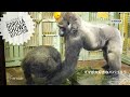 Silverback Gorilla Shows Affection to the Female | Happy Mother's Day | GENKI | Gentaro