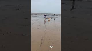 #viral #chowchowshortvideo #fluffydog #beach #vibes