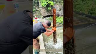 Harvesting Stream‑Grown Shellfish: Managing River Snail Breeding on Hand‑Made Bamboo Mats