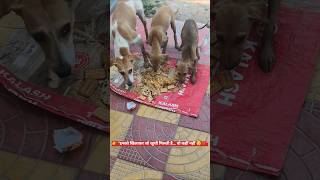 👉 “Doggy Gang को खाना खिलाया 🐶❤️ | Feeding Street Dogs #shorts”