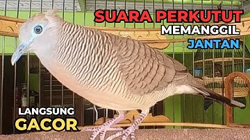 Perkutut Lokal Gacor Suara Paling Ampuh Pancingan Burung Perkutut Agar Cepat Bunyi - Zebra Dove