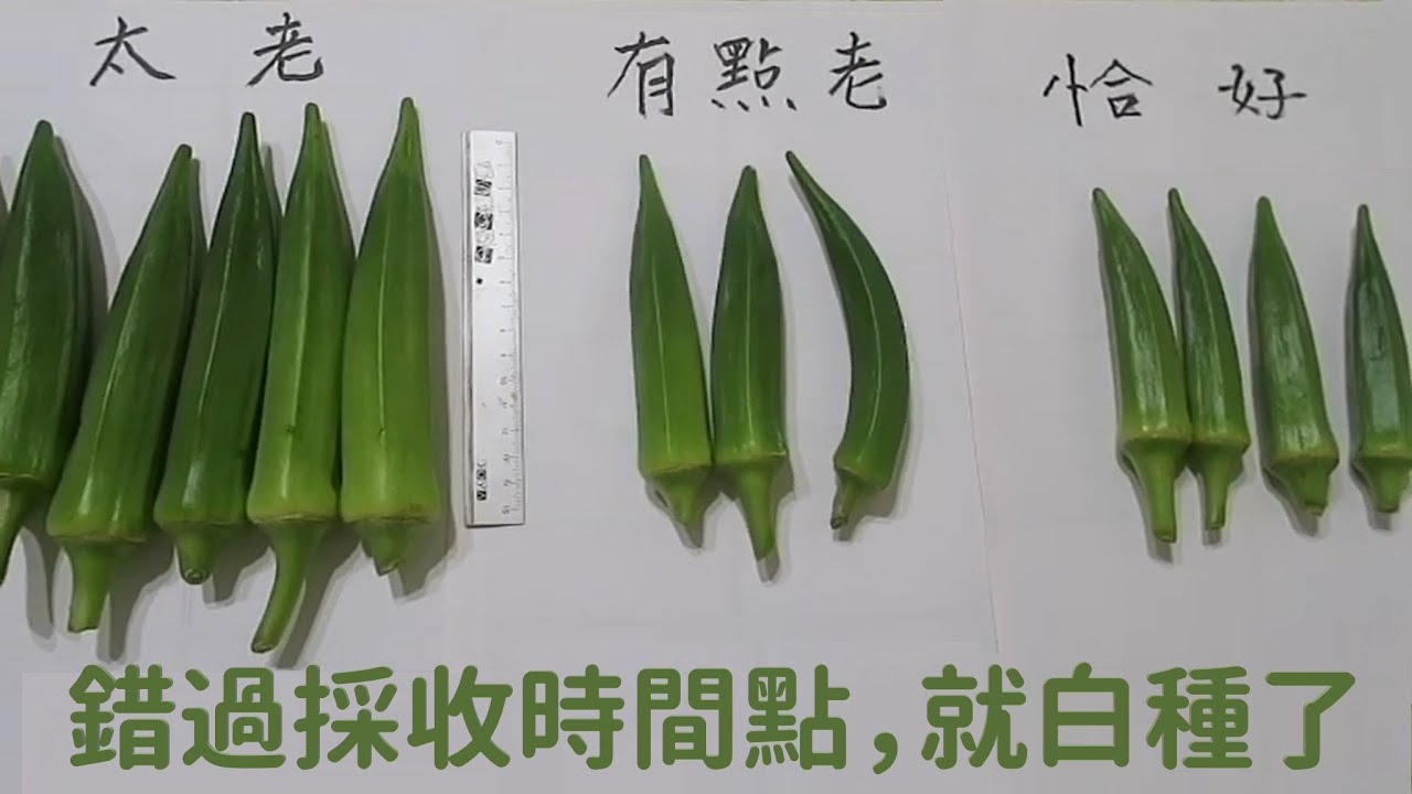 秋葵(羊角豆)種植教學 | 阿星種植