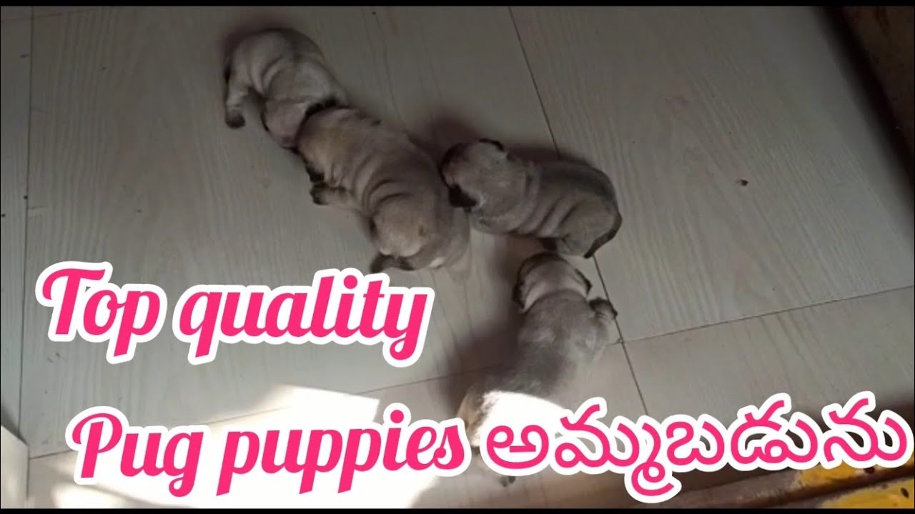 Pug puppies for sale9963236265kakinadadog market in kakinada YouTube