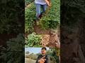 "Amazing peanut yield through hybrid farming! 🌿"#HybridFarming #peanutfarming #successstory