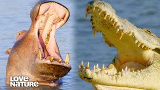 The Wild Relationship Between Hippos and Crocodiles | Wildlife Icons 206