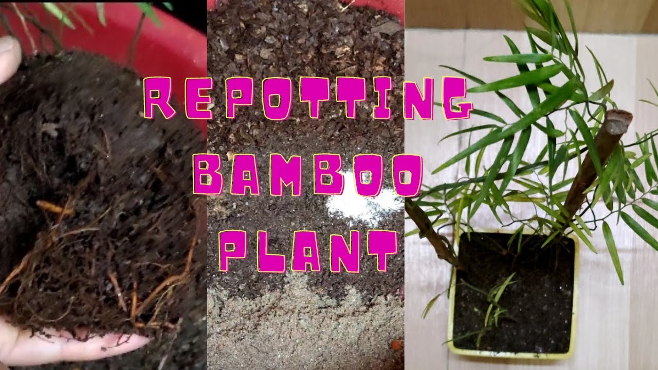 HOW TO REPOT A BAMBOO PLANT HOW TO FIX LEAVES TURNING YELLOW