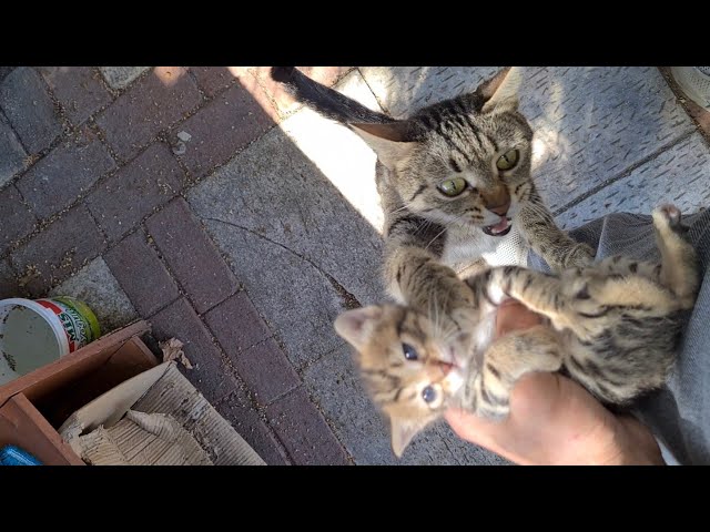 The mother cat begs and wants her kitten back, thinking that I will harm her kitten. class=