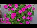 10 FLORES DO MEU JARDIM QUE SÃO LINDAS PRA VOCÊ TER EM CASA