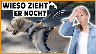 Leinenführigkeit beibringen  das geht auch besser I Labrador Eddy in der Praxis