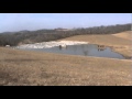 snow geese #2