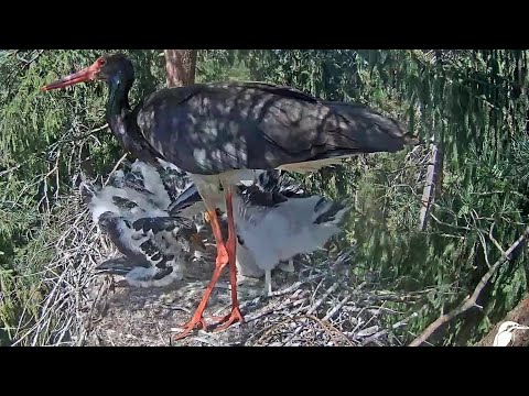 Video: Kā Pagatavot Papīra Stārķi