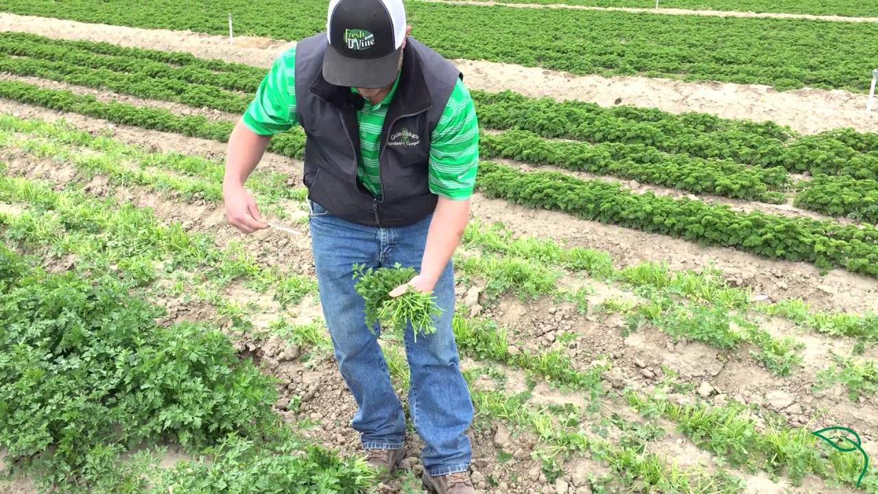 Harvesting Parsley