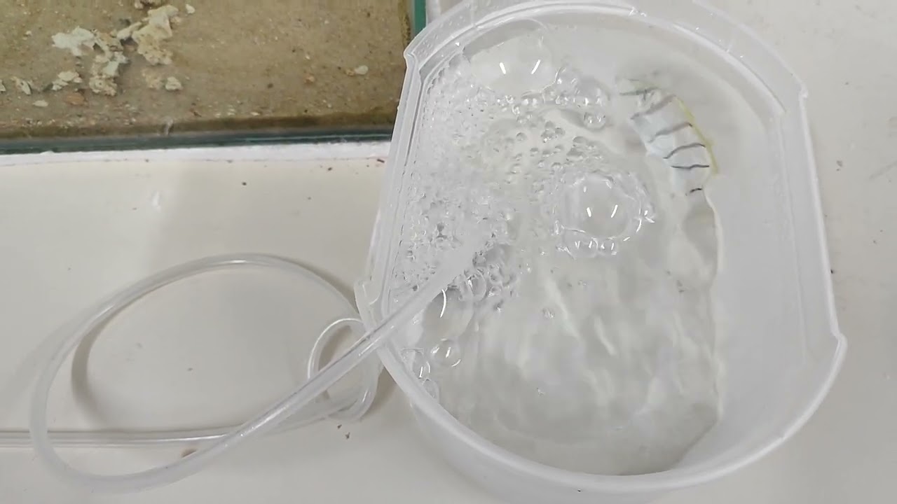 Convict Tang, profilaxia do peixe.