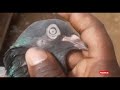 High flyer pigeon eye sign 