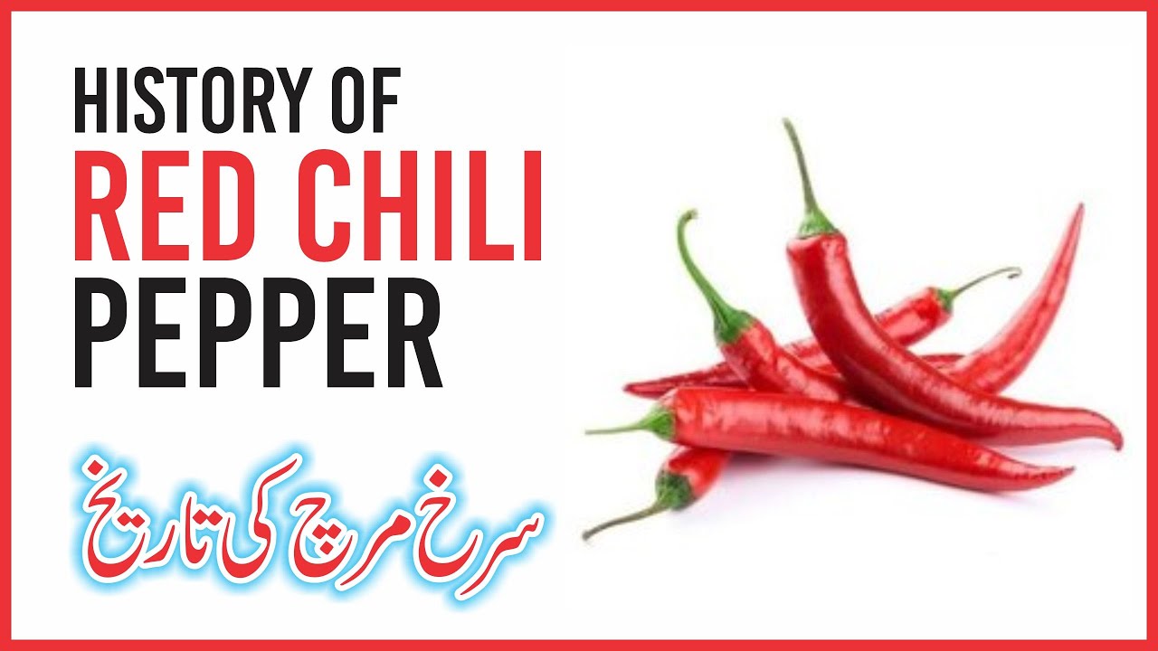 Chilli Ki Haqeeqat | History of chilli | Red Chilli Pepper Harvest | QaQ Tv