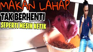 TIPS MENINGKATKAN NAFSU MAKAN AYAM & PENYEBAB NAFSU MAKAN AYAM MENURUN. 