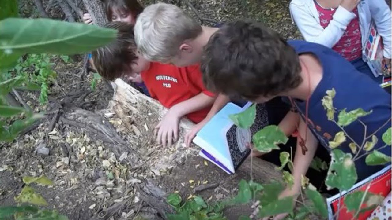 Environmental education in Kansas + prairie plant species and mycorrhizal fungi