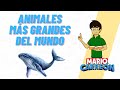 Animales MÁS Grandes el Mundo