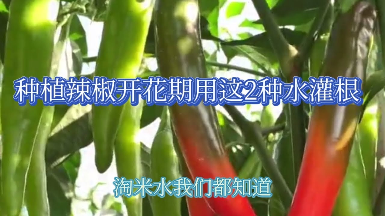 種植辣椒開花期用這2種水灌根 辣椒結的多產量高還沒病蟲害 Youtube