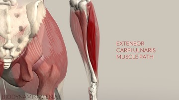 Extensor Carpi Ulnaris Musclepath (3D Animation)
