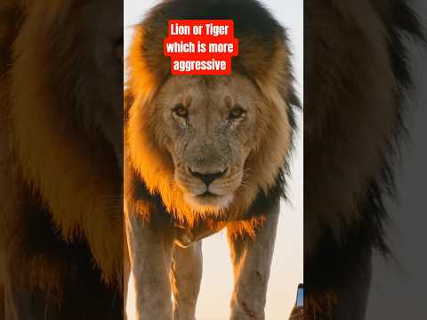 "lion or tiger"  #shorts  #nature  #wildlife  #nationalgeographic  #viralvideo