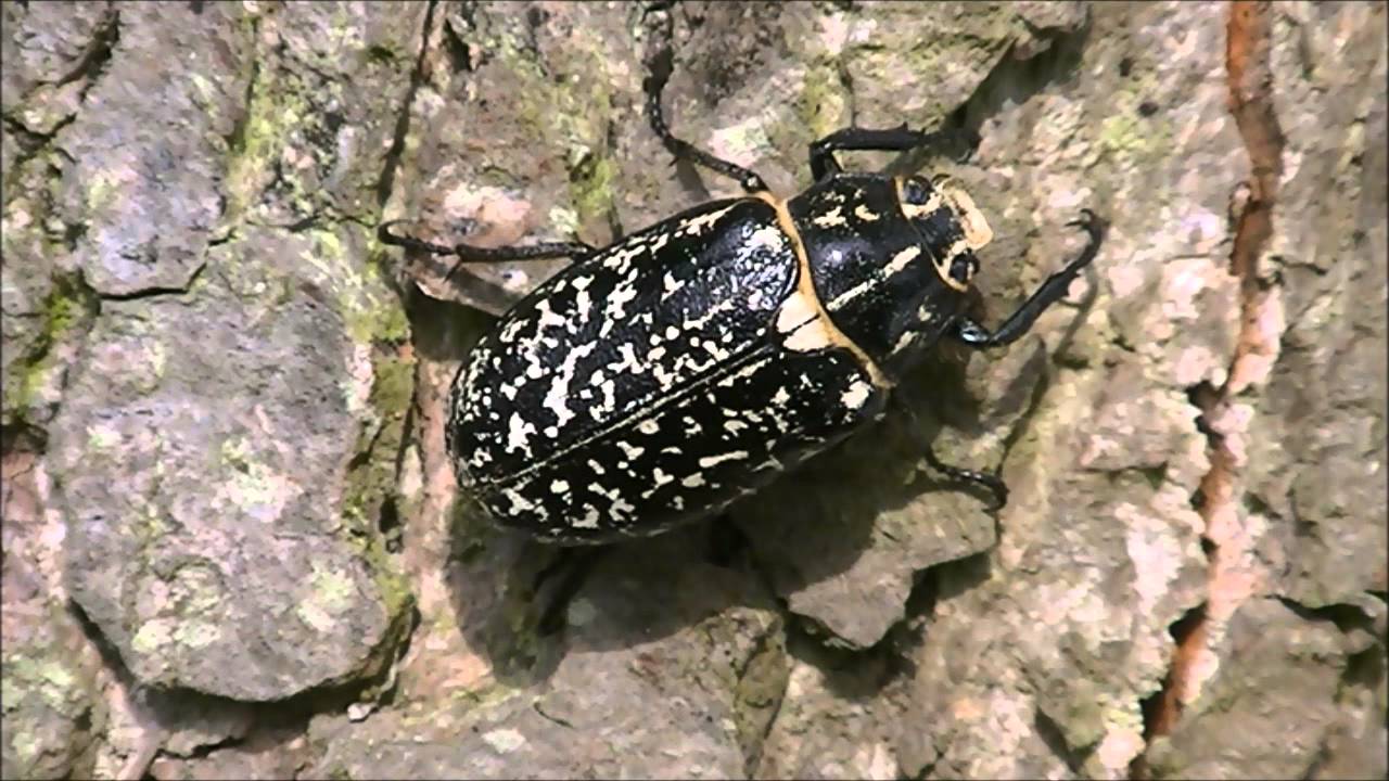 Hanneton foulon Polyphylla fullo