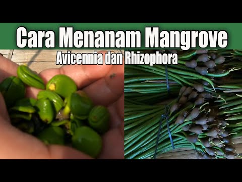 Video: Perbanyakan Benih Mangrove - Tips Menanam Mangrove Dari Biji