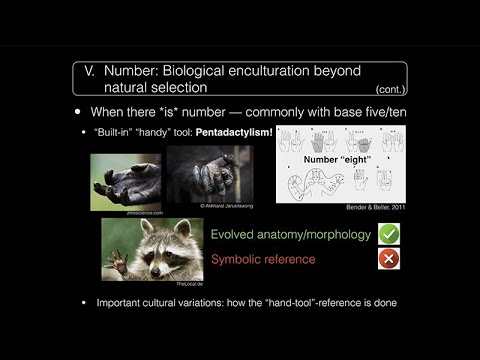 CARTA: Comparative Anthropogeny: Quantity and Number