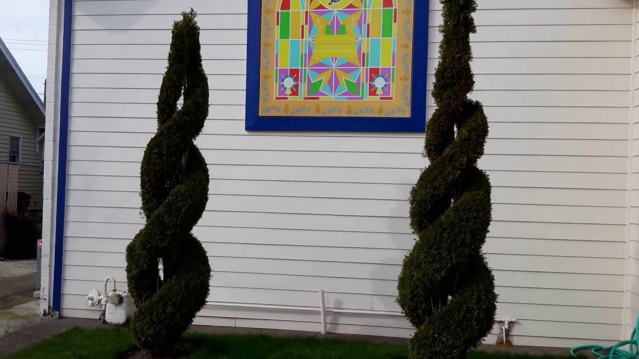 Emerald Arborvitae Double Spirals / Thuja o. 'Emerald'