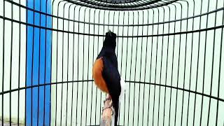 Full materi mainnya mantap sujud neken (Jonath mhjr 083811833431)