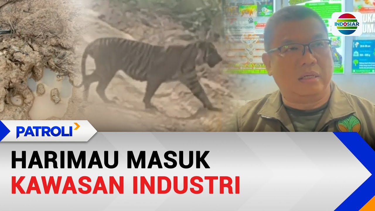 Harimau Masuk Kawasan Industri | Patroli