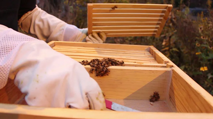 What do Honeybees do in the Winter?