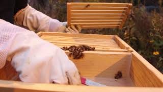 What do Honeybees do in the Winter?
