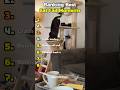Ranking Best Cat Fail Moments 😹